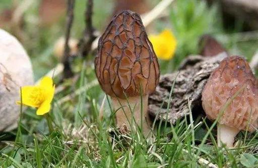 羊肚菌如何吃 羊肚菌的吃法