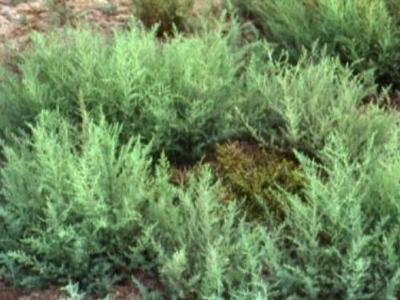 海蓬菜的營養(yǎng)成分 海蓬菜的作用與功效