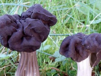 鞍子菌的作用與功效 吃鞍子菌的好處