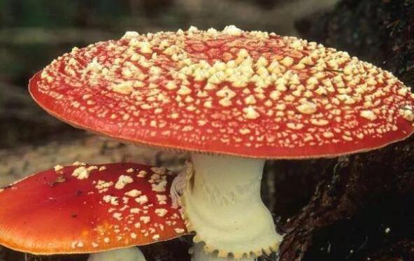鵝膏菌有毒嗎 鵝膏菌為什么不能吃