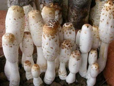 毛頭鬼傘的營養成分 毛頭鬼傘的服用使用價值