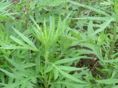 餑餑蒿如何泡茶 餑餑蒿怎樣吃