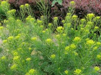 麥蒿的作用與功效 麥蒿的不良反應(yīng)