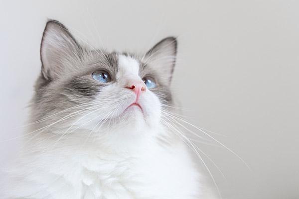 貓撓流血不注射有事嗎