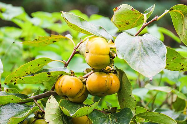 柿子葉的作用與功效