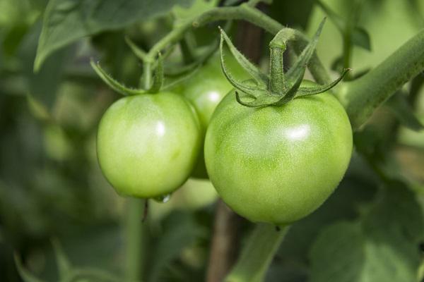 沒熟的青西紅柿能吃嗎