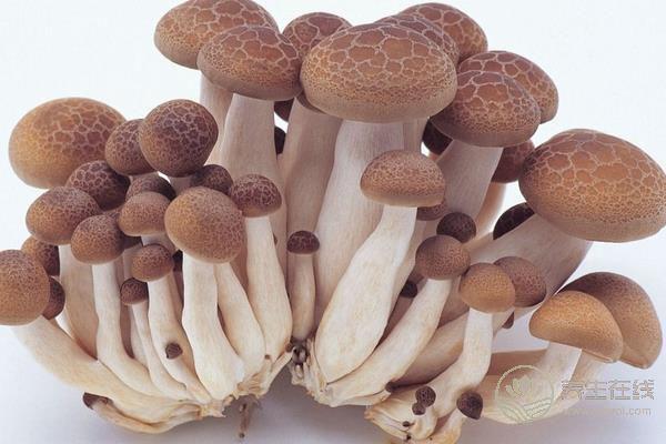 熱門蘑菇食譜 給你的腸道洗洗澡吧