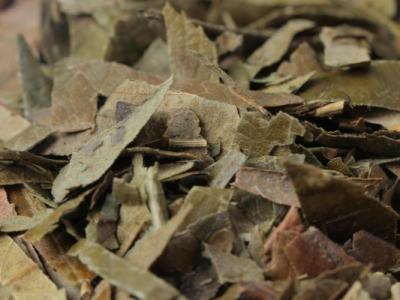 孕婦可以喝枇杷葉煮水嗎 枇杷葉煮水喝了有什么好處