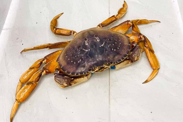 大閘蟹蟹黃發黑能吃嗎 為什么大閘蟹蟹黃會發黑