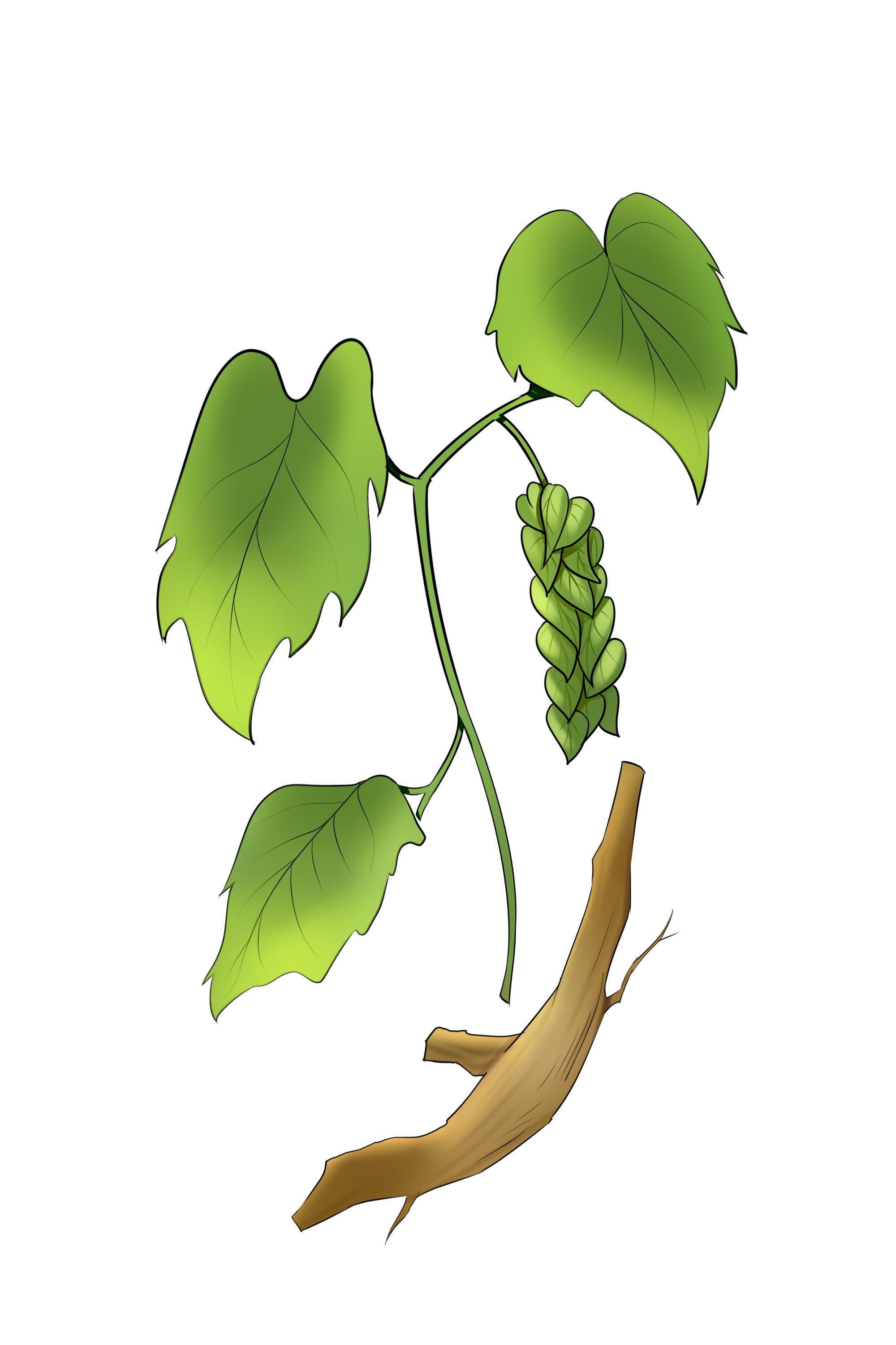 什么是陰虛體質 補陰虛的食物有哪些