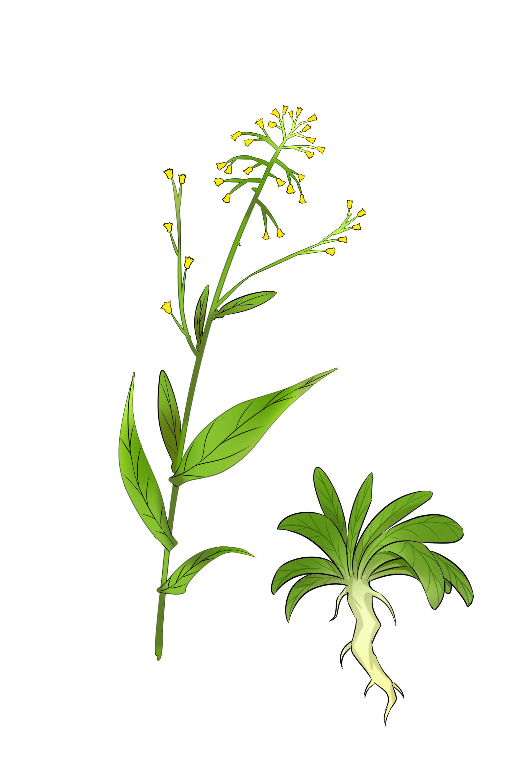 補(bǔ)肺的食物有哪些 補(bǔ)肺氣人們常吃的食物