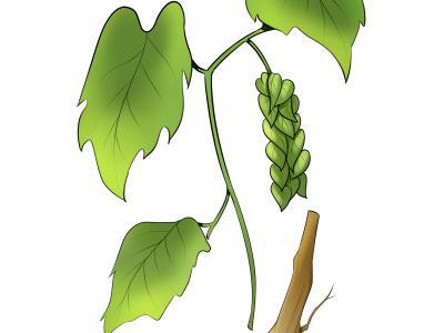 什么是陰虛體質(zhì) 補(bǔ)陰虛的食物有哪些