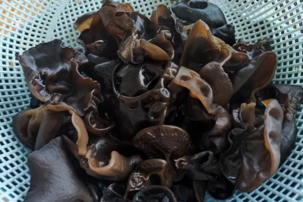 黑木耳怎么泡發最好 泡發黑木耳需要注意什么-易網<a href=http://www.logojc.com/ target=_blank class=infotextkey>健康養生</a>網 黑木耳怎么泡發最好 泡發黑木耳需要注意什么