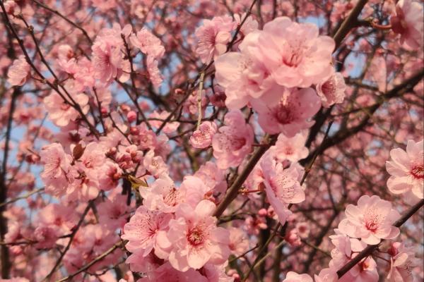 臘梅花可以泡水喝嗎 臘梅花怎么泡水喝