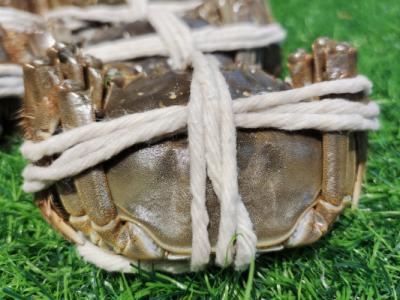 大閘蟹為什么不能放水里養 大閘蟹怎么清洗干凈