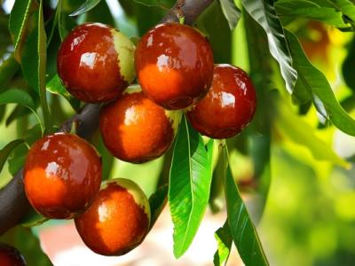 冬棗糖尿病人能吃嗎 冬棗含糖量高嗎