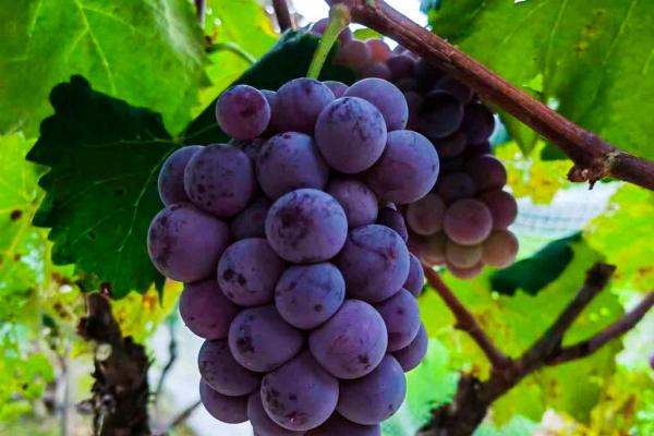 葡萄皮的功效與作用、禁忌和食用方法