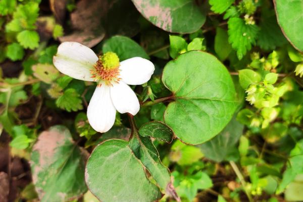 折耳葉子的功效與作用、禁忌和食用方法