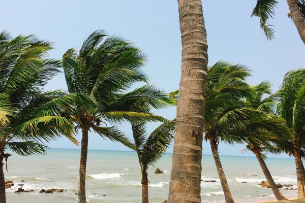 椰子水的功效與作用、禁忌和食用方法