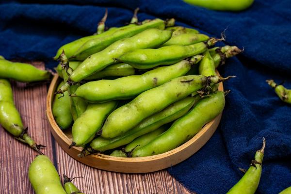 干蠶豆的功效與作用、禁忌和食用方法