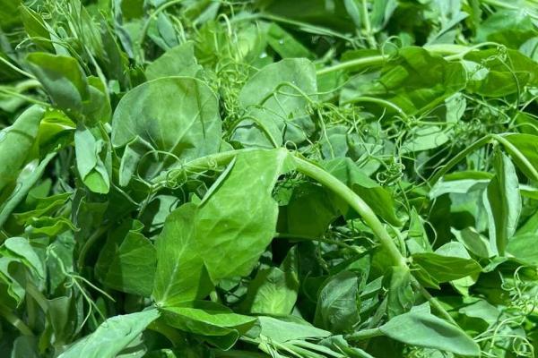 豌豆尖怎么做好吃