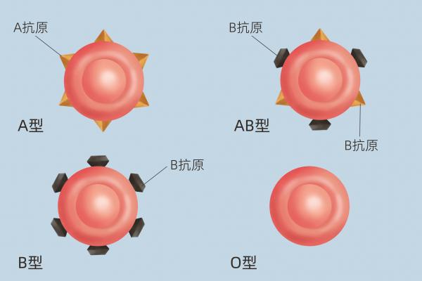 A型血和O型血生的孩子是什么血型