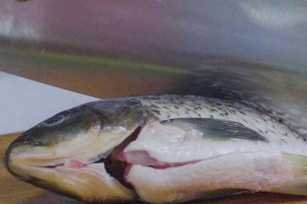 急性喉炎能不能吃黑魚