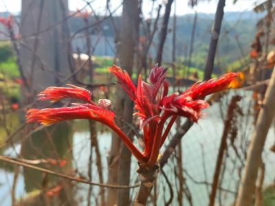 香椿芽有什么營養價值