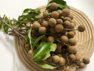 痛風能不能吃龍眼