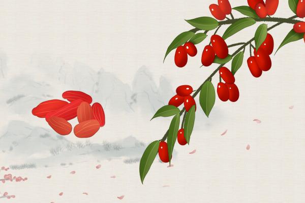 紅枸杞的功效與作用、禁忌和食用方法