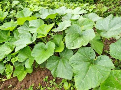 南瓜藤的功效與作用、禁忌和食用方法