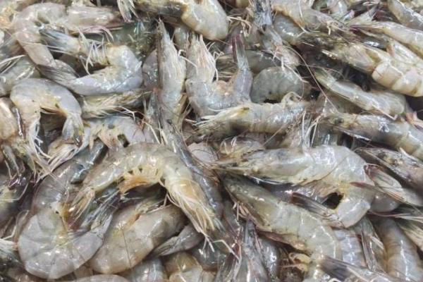 肝硬化能不能吃蠣蝦