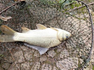 鯽魚(yú)湯的功效與作用、禁忌和食用方法