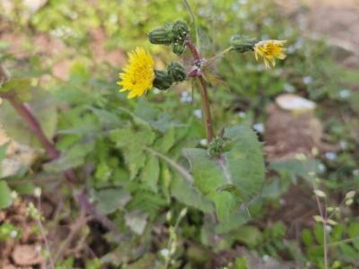 苦菜的功效與作用、禁忌和食用方法