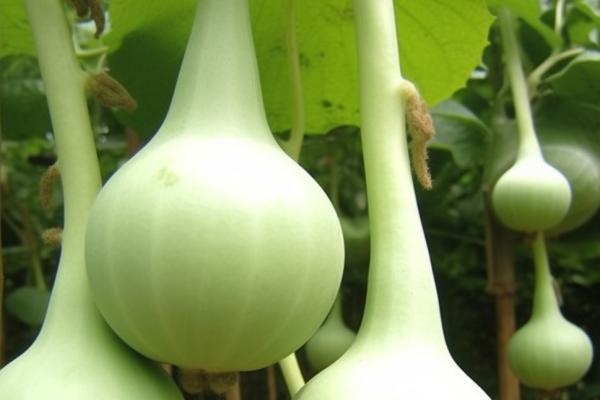 葫蘆的功效與作用、禁忌和食用方法