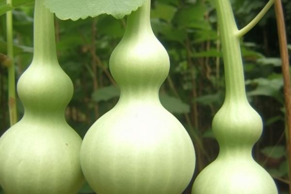 葫蘆的功效與作用、禁忌和食用方法