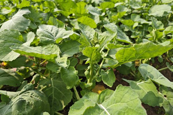 油菜的功效與作用、禁忌和食用方法