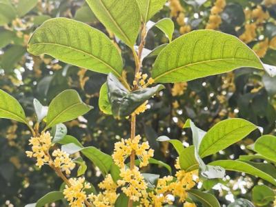 桂花的功效與作用、禁忌和食用方法