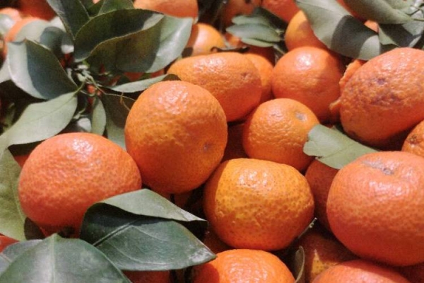 砂糖橘是如何幫助提高免疫系統(tǒng)的