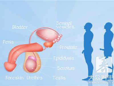 男生射精后多久會再硬