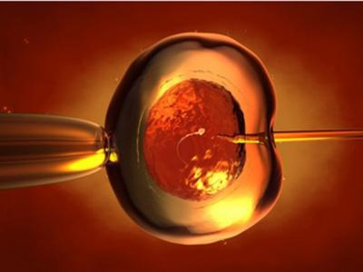 體外受精的精子在體外能存活多久