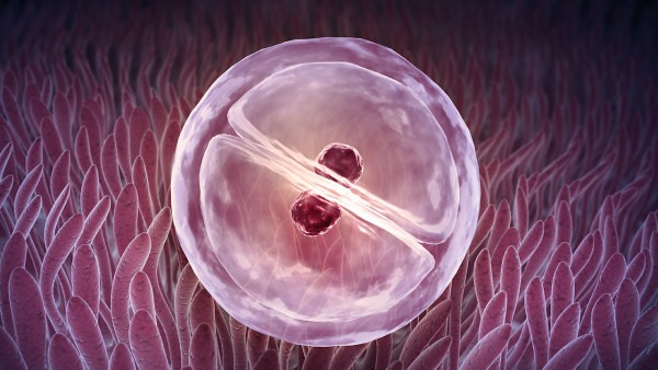 女性卵泡發(fā)育不良怎么辦 應(yīng)對(duì)卵泡異常的4個(gè)方法