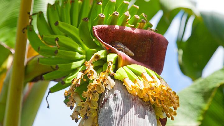 男性壯陽不能錯(cuò)過這些壯陽果 吃水果壯陽的副作用也要注意