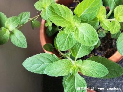 薄荷為什么是姨媽殺手，雖能緩解痛經但害處也是日積月累