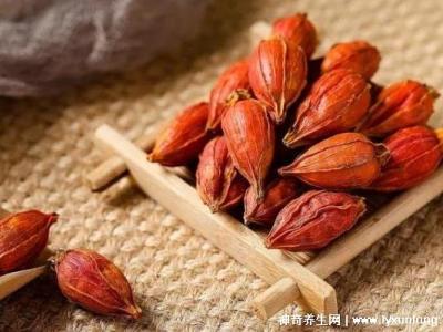 梔子對性功能的影響，適當喝能增強(過量喝會引起腎寒/腎氣虛)