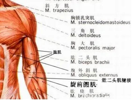 一頭肌是在什么部位圖片，肱二頭肌的下半部分(醫學上并不存在)