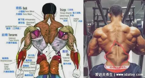 一頭肌是在什么部位圖片，肱二頭肌的下半部分(醫學上并不存在)