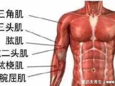 一頭肌是在什么部位圖片，肱二頭肌的下半部分(醫學上并不存在)