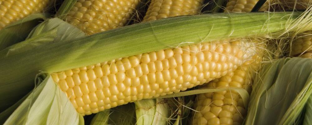 電腦辦公族如何減肥 推薦十種刮油的食物-易網<a href=http://www.logojc.com/ target=_blank class=infotextkey>健康養生</a>網 電腦辦公族如何減肥 推薦十種刮油的食物