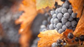 減肥妙招 10種最常見增肥食物盤點(diǎn)